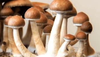 Penis Envy in a mushroom grow kit